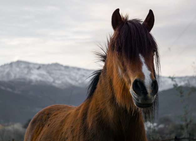 Closeup hermosa foto de un caballo marrón con montañas
