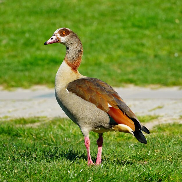 Closeup hermosa foto de un pato marrón sobre la hierba