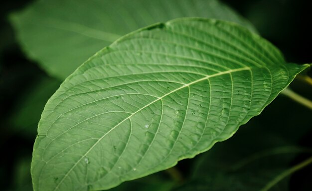 Closeup hermosas hojas verdes