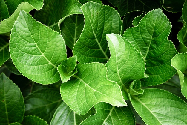 Closeup hermosas hojas verdes