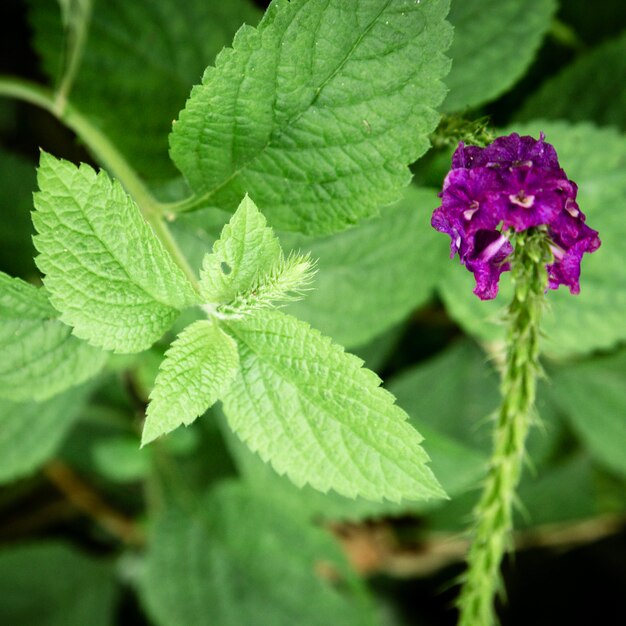 Closeup hojas y flor morada