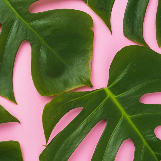 Closeup hojas de Monstera