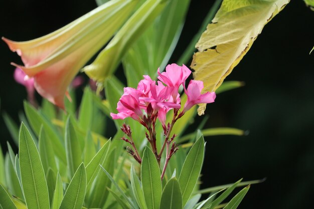 Closeup paisaje foto de una flor de adelfa rosa