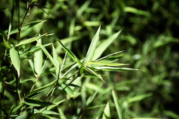 Closeup planta con fondo borroso