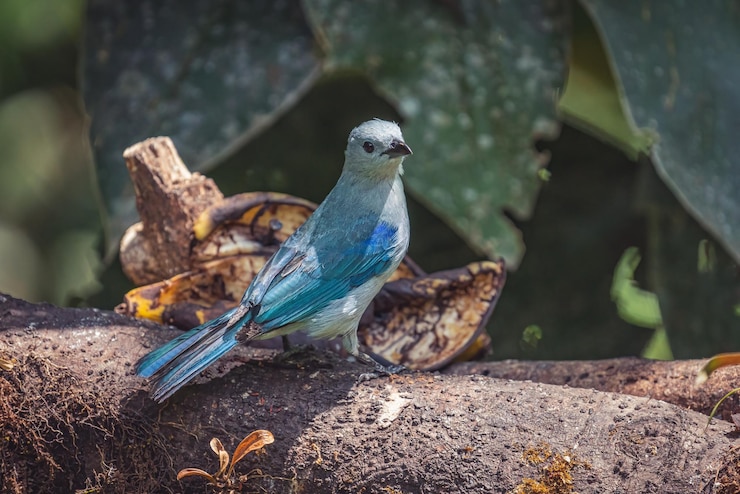 Foto gratuito closeup portreit de un hermoso pájaro cantor de tangara azul-gris posado en la rama de un árbol