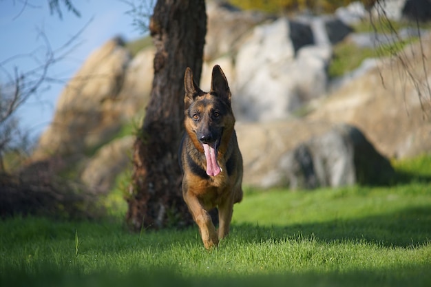 Closeup retrato de un lindo perro pastor alemán corriendo sobre la hierba