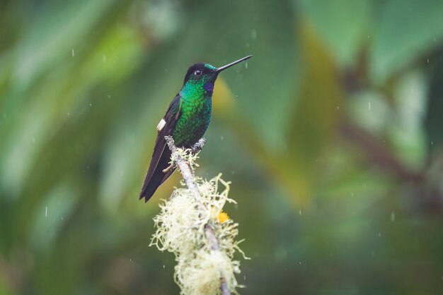 Closeup retrato de un pequeño colibrí con plumas de color oscuro posado en la punta de la rama de un árbol