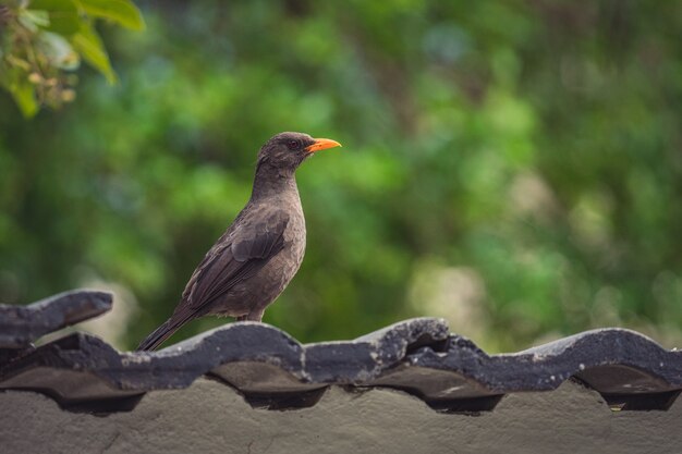 Closeup retrato de perfil de un pájaro negro aftas posado en una azotea con una superficie de naturaleza