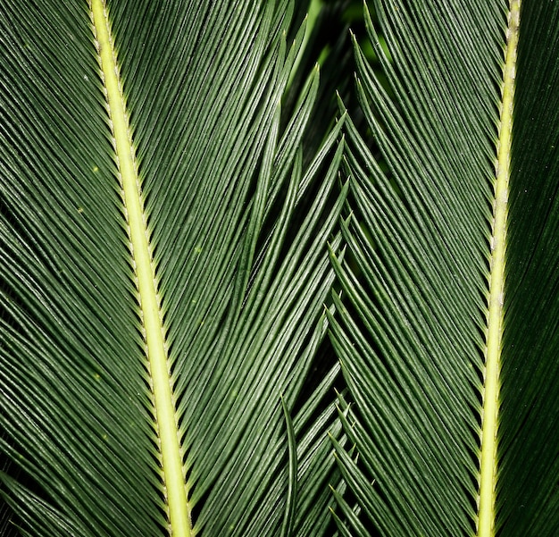 Closeup verde hojas tropicales