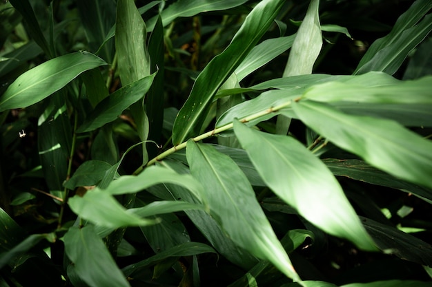 Closeup verde hojas tropicales