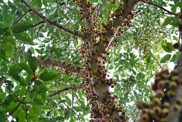 Closeup vista de ángulo bajo de las ramas de un árbol de racimo rodeado de hojas gruesas