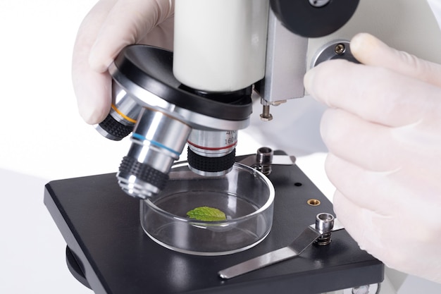 Closeupof un científico examinar hojas bajo un microscopio en un laboratorio