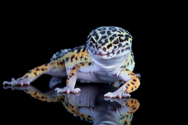 Closup de gecko leopardo sobre madera