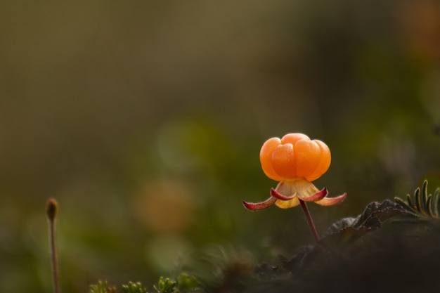 Cloudberry