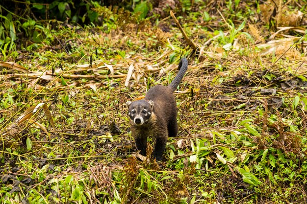 Coatí de nariz blanca en la selva mirando a la cámara