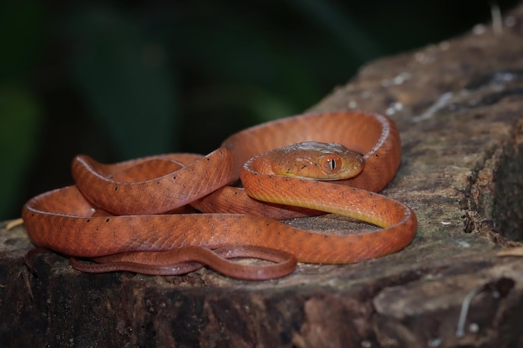Foto gratuito cobra boiga roja en un árbol, animal en primer plano en una rama