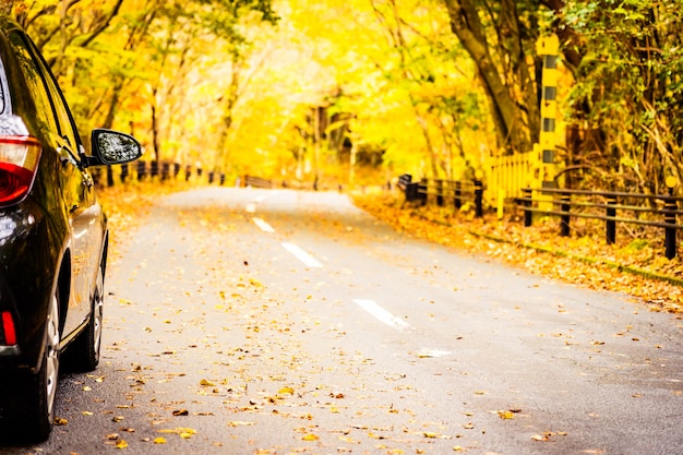 Foto gratuita coche en la carretera en el bosque de otoño