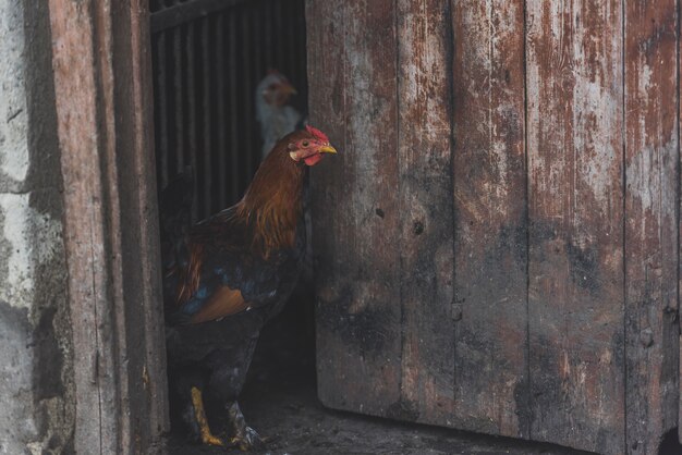 Cock parado en la puerta