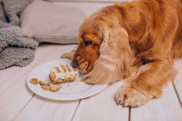 Cocker spaniel comiendo pastel de cumpleaños en casa