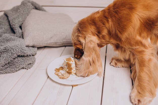 Cocker spaniel comiendo pastel de cumpleaños en casa