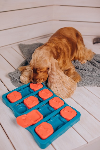 Foto gratuita cocker spaniel juega en casa