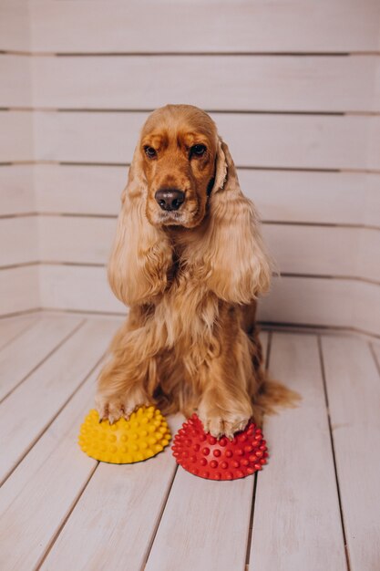 Cocker spaniel juega en casa