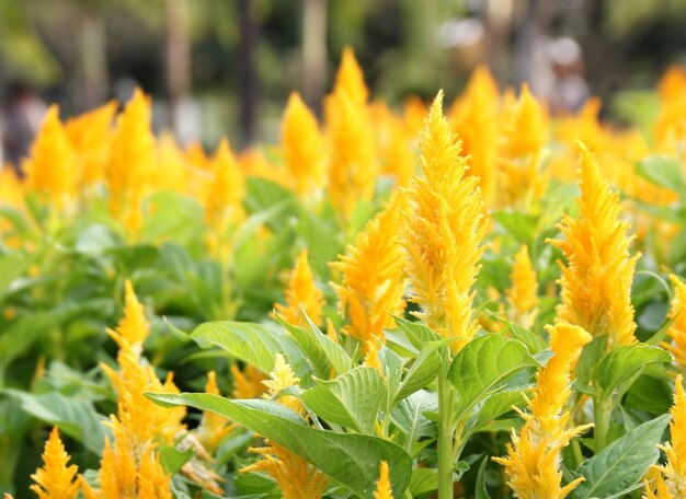 Cockscomb flor en el jardín