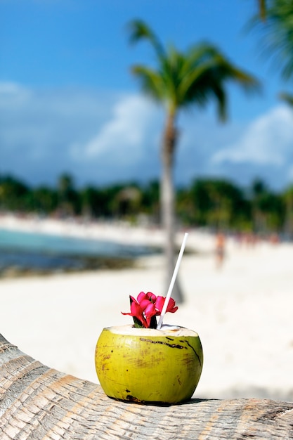 Foto gratuita coco con pajita en una palmera en la playa