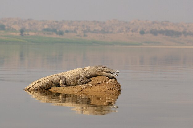 Cocodrilo asaltante en el río