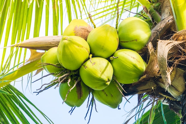 Cocos verdes en racimo