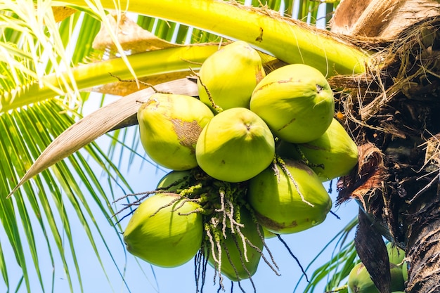 Foto gratuita cocos verdes