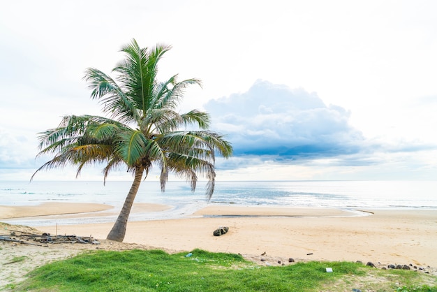 cocotero con playa tropical