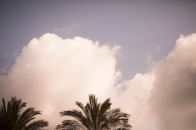 Foto gratuita cocoteros contra el cielo con nubes blancas.