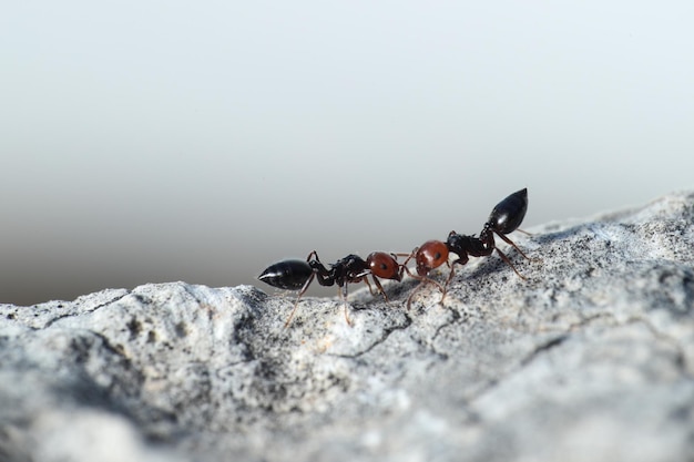 Foto gratuita cóctel de hormigas crematogaster scutellaris comunicating malta mediterráneo