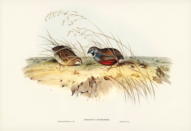 Codornices chinas (Synoicus chinensis) ilustradas por Elizabeth Gould