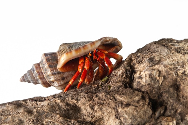 Coenobita clypeatus camina sobre rocas con fondo blanco cangrejos ermitaños con fondo blanco