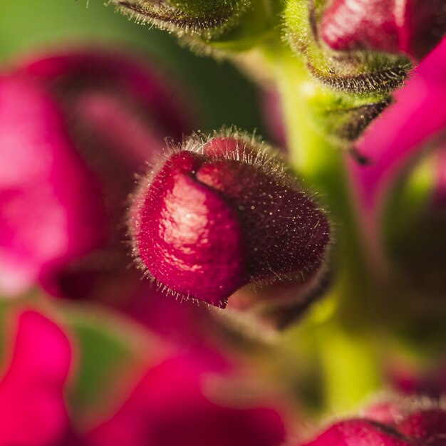 Cogollos cerrados de flores vinosas.