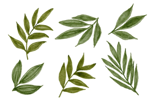 Colección de elementos de diseño de hojas verdes