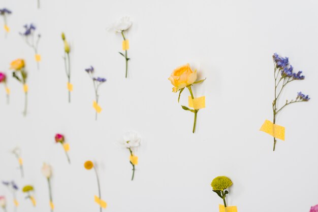 Colección de flores de primavera en flor