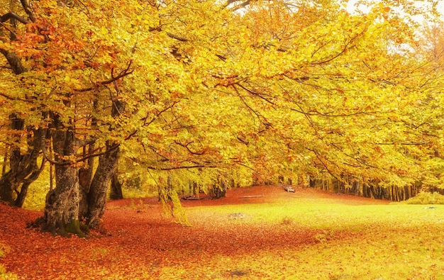 Colección de hermosas hojas de otoño coloridas