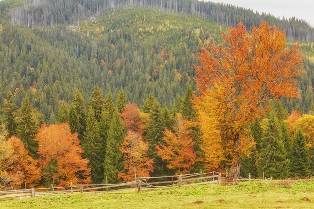 Foto gratuita colección de hermosas hojas de otoño coloridas