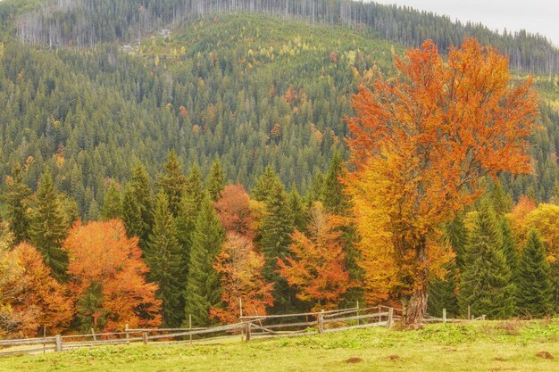 Colección de hermosas hojas de otoño coloridas