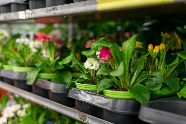 Colección de primer plano de elegantes plantas de interior