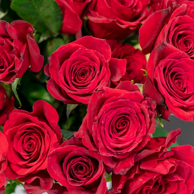 Colección de primer plano de hermosas rosas rojas