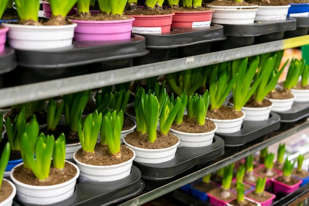 Foto gratuita colección de primer plano de plantas de interior