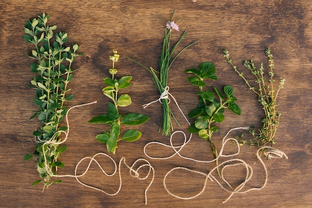 Foto gratuita colección de ramitas de plantas verdes.