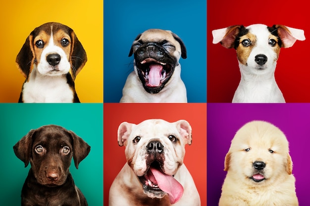 Foto gratuita colección de retratos de adorables cachorros