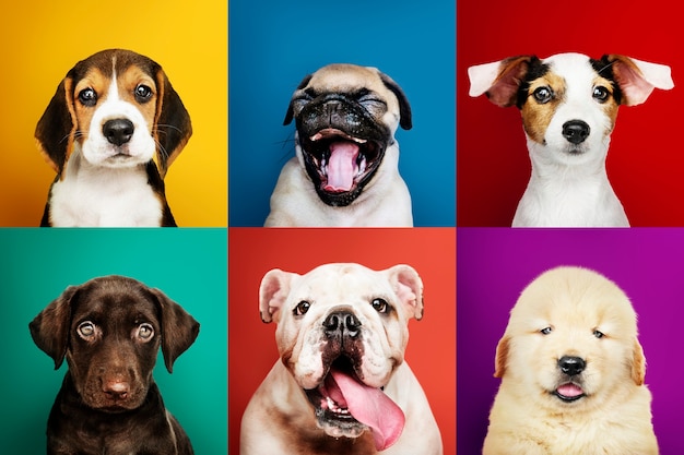 Colección de retratos de adorables cachorros