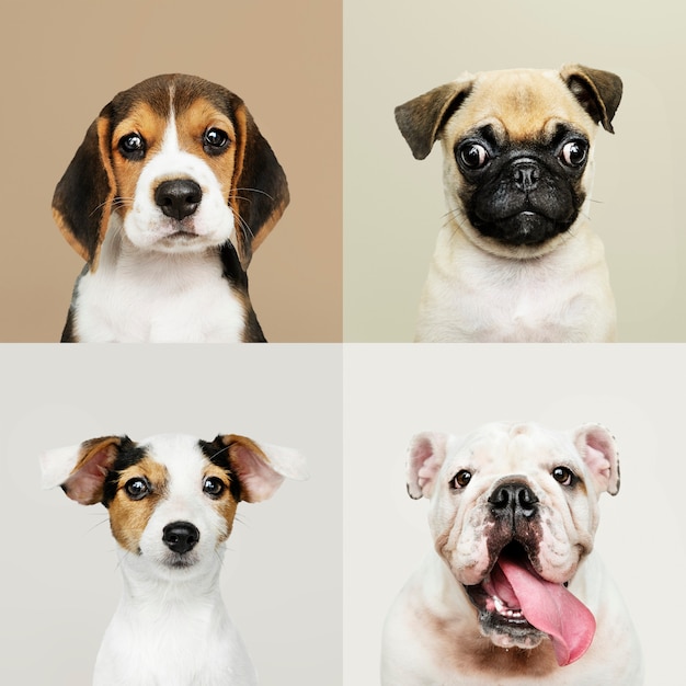 Colección de retratos de adorables cachorros.