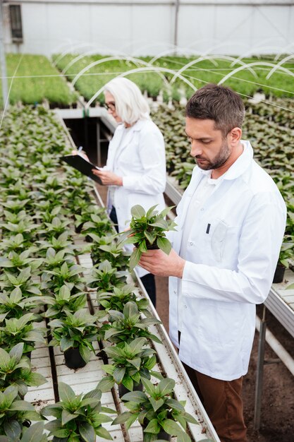 Colegas maduros que trabajan con plantas